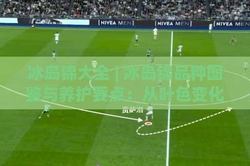 冰岛锦大全 | 冰岛锦品种图鉴与养护要点：从叶色变化到室内陈设的实用参考🏯今日最新外围比球站水位精彩片段流畅代理1080P官网